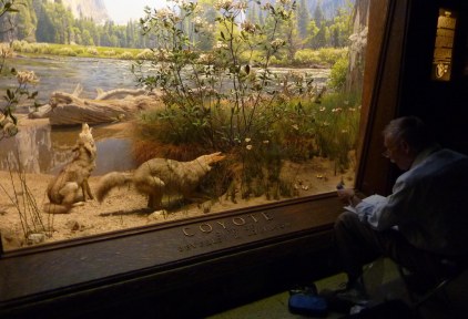 Sketching in front of the Coyote Diorama in the American Natural History Museum