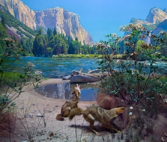 Coyote Diorama, American Natural History Museum